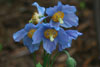 meconopsis - 2